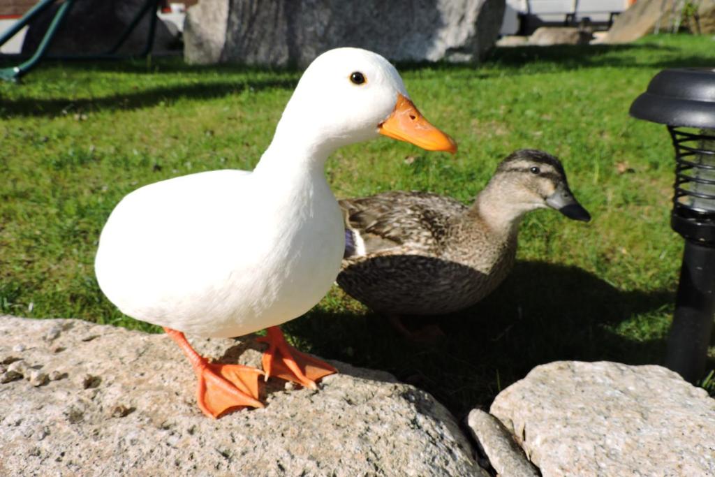 Zvířata v chaty nebo okolí