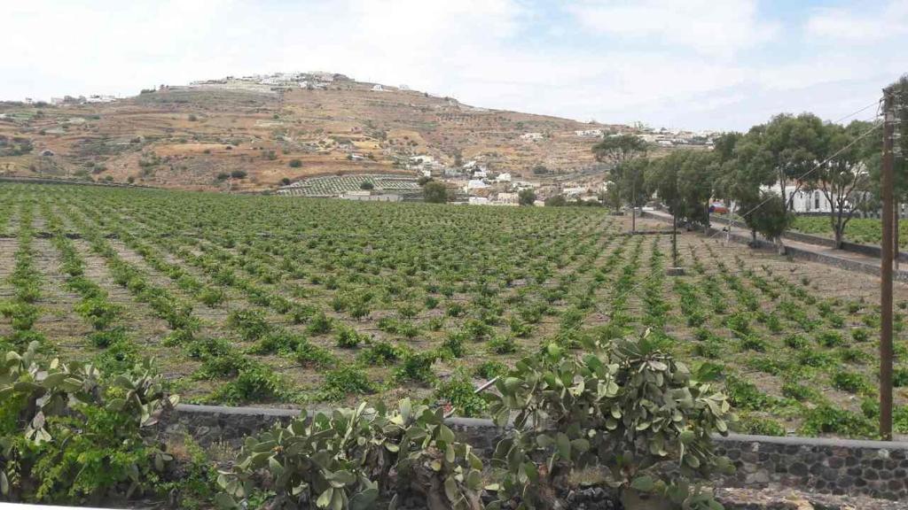 Φυσικό τοπίο κοντά σε αυτό το διαμέρισμα