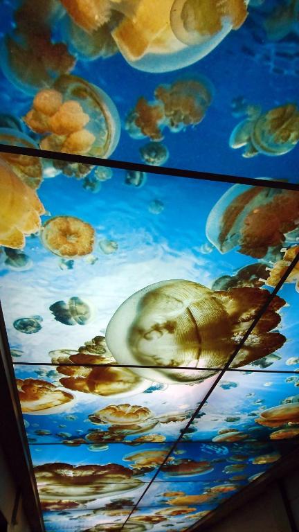 Fotografie z fotogalerie ubytování Palau Hotel v destinaci Koror