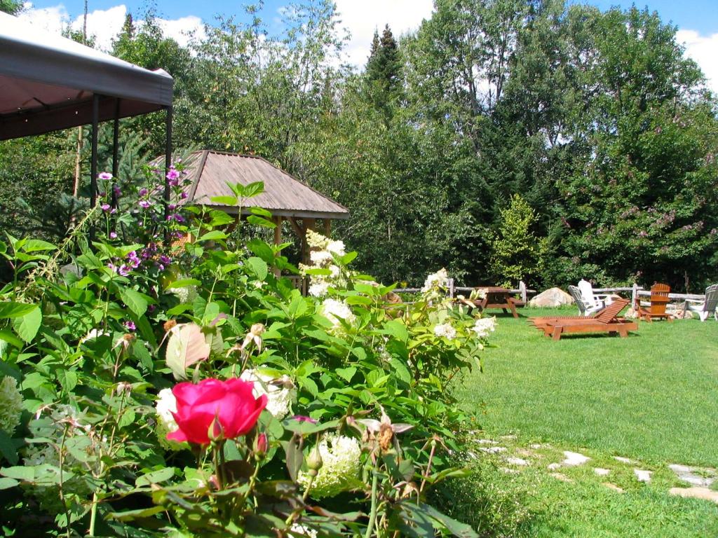 a garden with a rose bush with a bench in the background at Chalets et Studios Le Vent Du Nord in Lac-Superieur