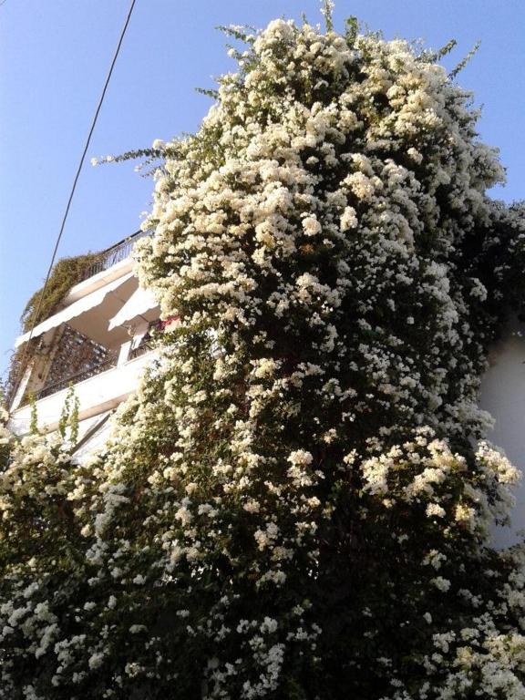 Captain's Rooms - 10