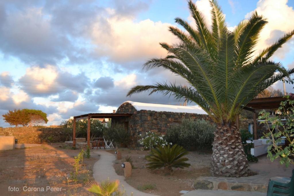 a palm tree in front of a building at Dammuso Primavera in Pantelleria