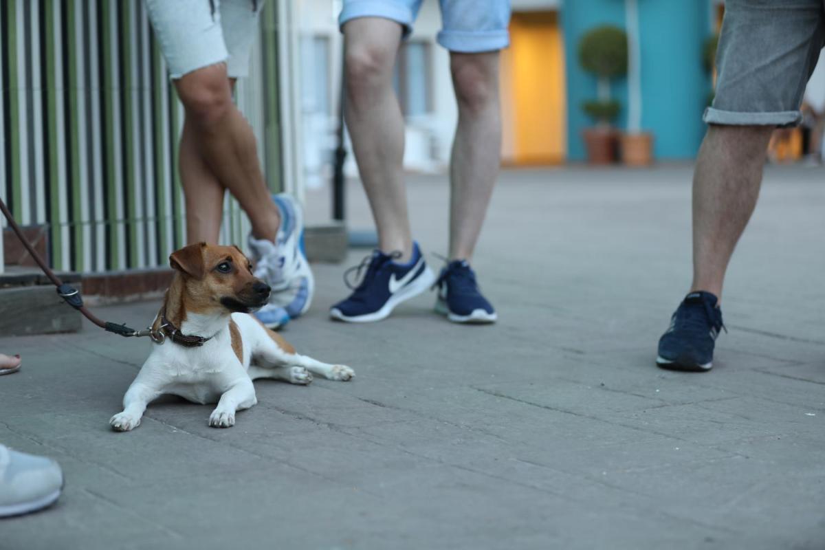 Mascotas con sus dueños en Hotel Ritual Torremolinos- Adults Only