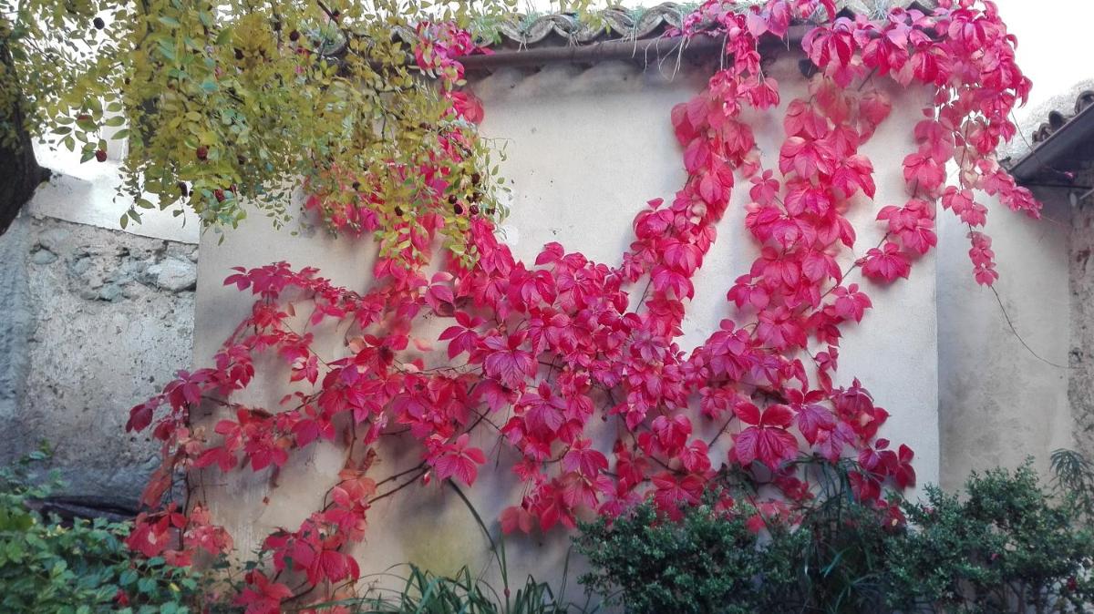 L'albero di Giuggiole - Housity