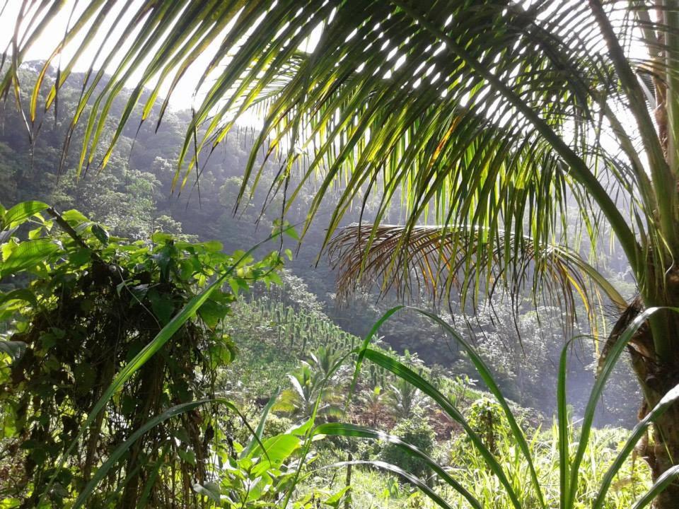 Roots Jungle Retreat - Housity