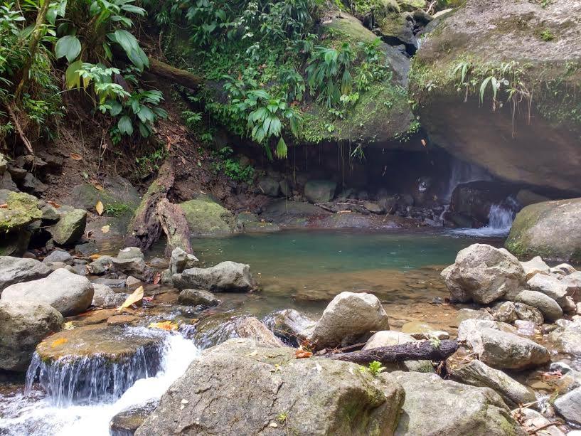 Roots Jungle Retreat - Housity