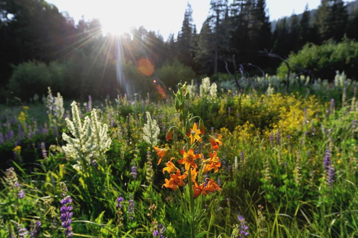 Palisades Tahoe Lodge - Housity