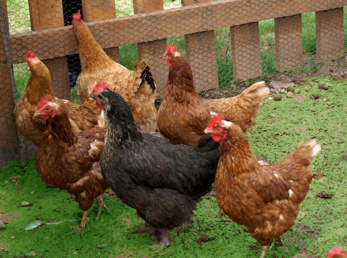 Animales en el apartahotel o alrededores