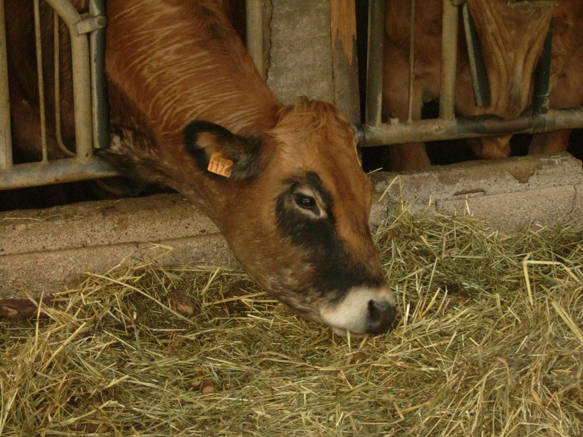 Studio nature a la ferme - Housity