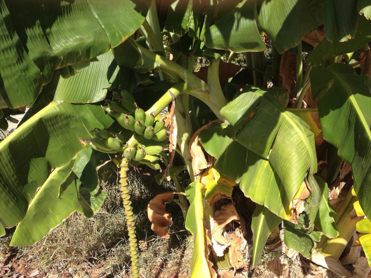 Τhe banana tree beach house - Housity