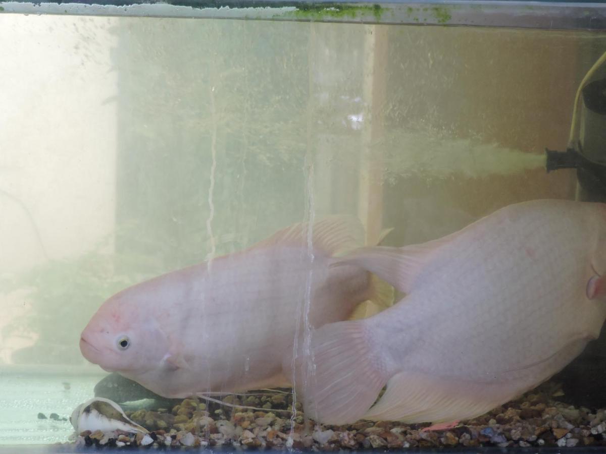 Hotel Mount - Housity