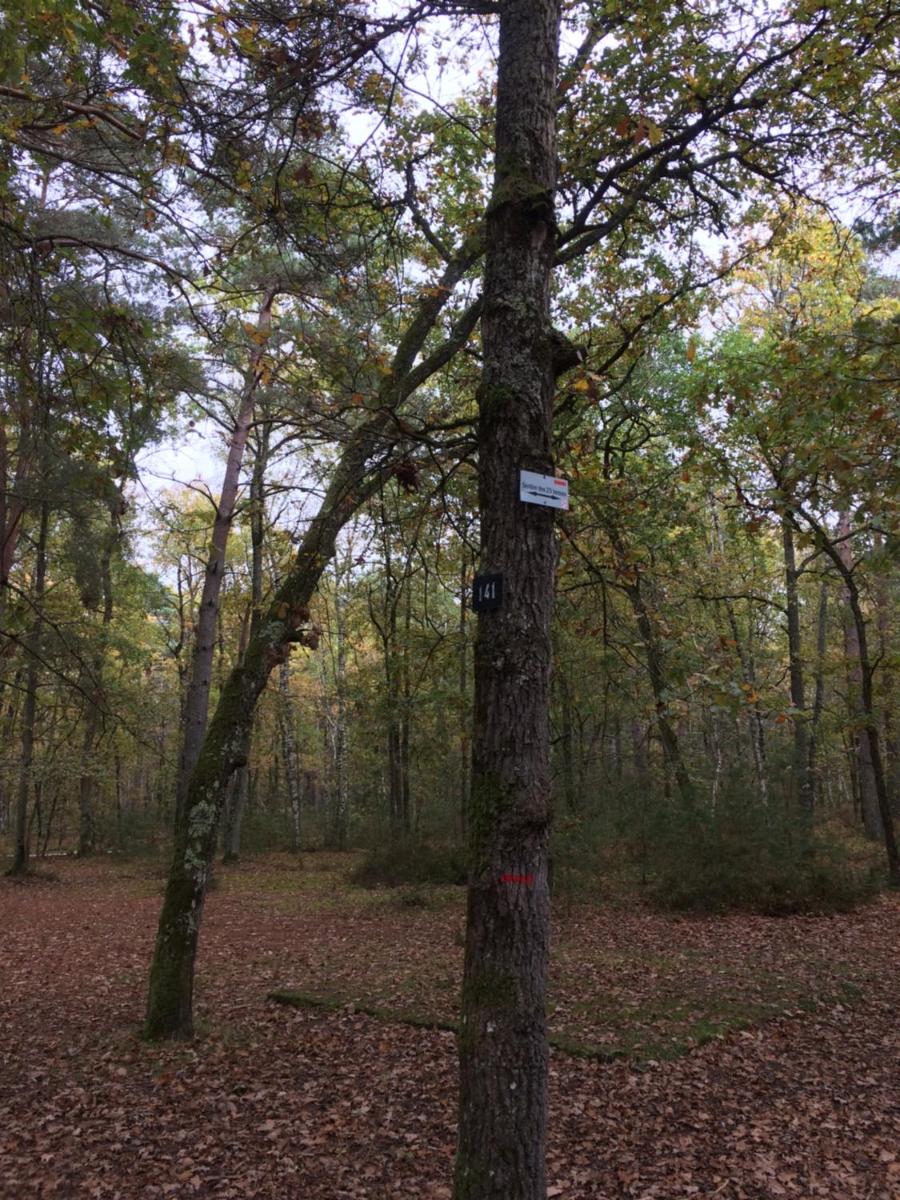 Gite cosy proche Fontainebleau et foret - Housity