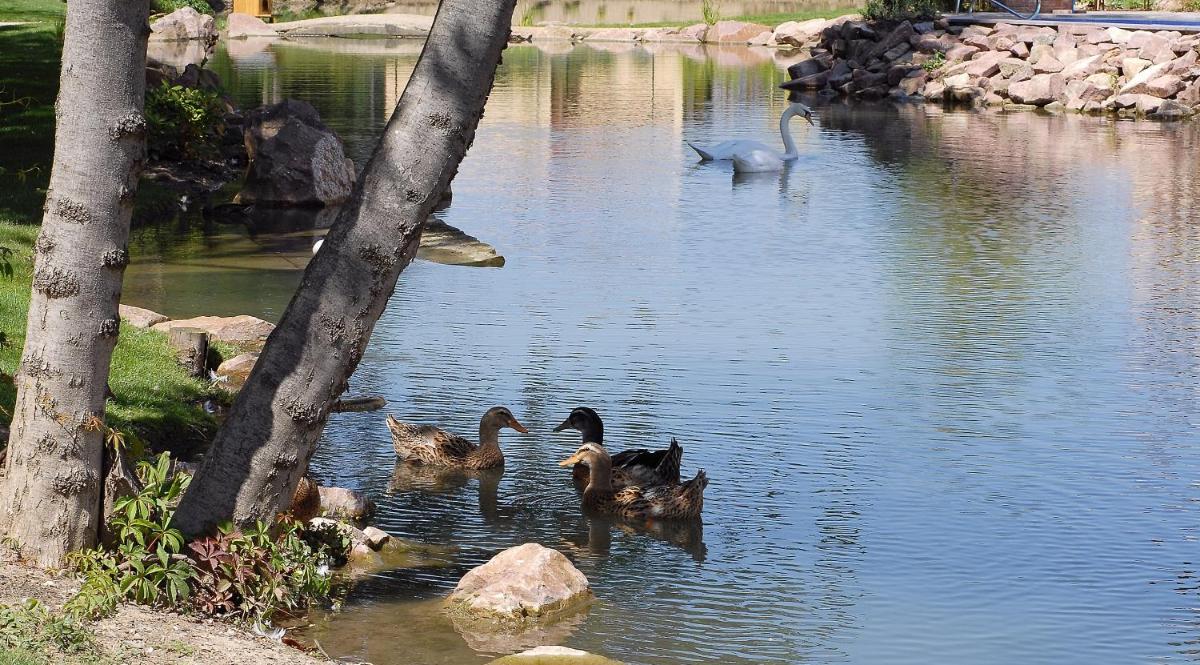 Animaux dans l'hôtel ou à proximité