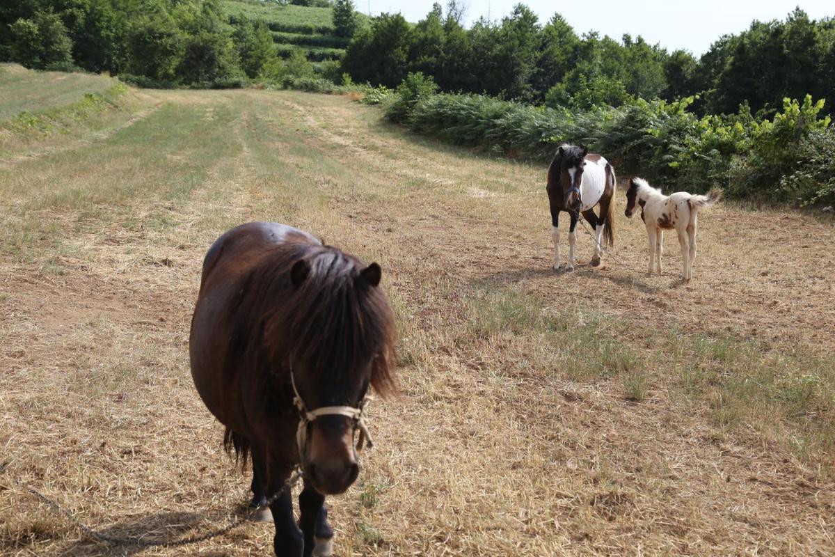 Agriturismo Pirara - Housity