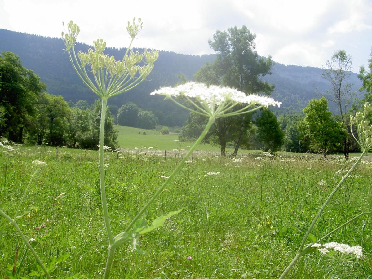 Serenella fontaine Et Coquelicots - Housity
