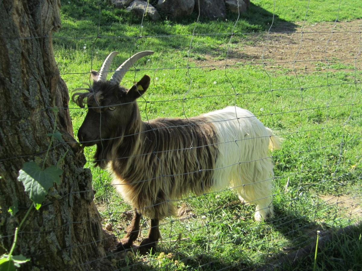 Ferienwohnungen Krauss - Housity