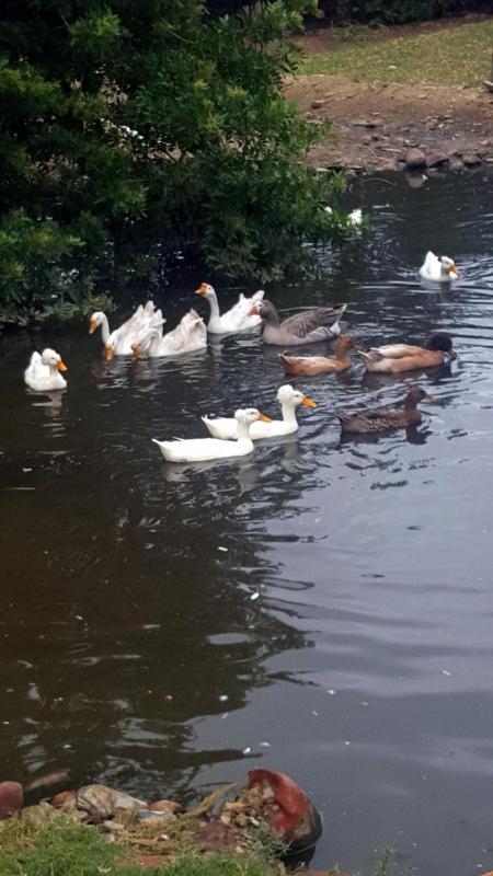 Breede River Holiday Farm Malgas - Housity