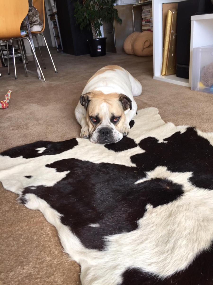 Cool Apartment, Central To Everything, share with 2x Bulldogs - Housity