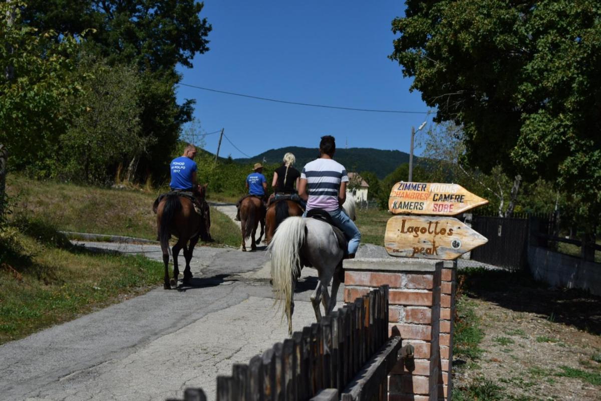 Guest House Lagotto's Peak - Housity