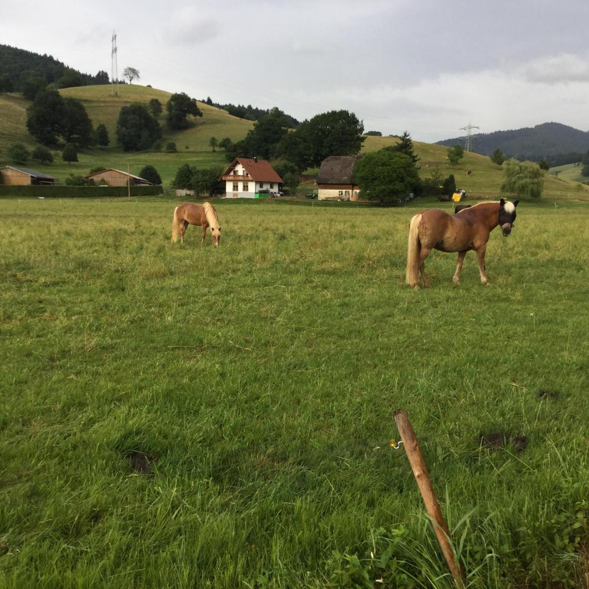 Fewo Bella Margitta Baumann - Housity