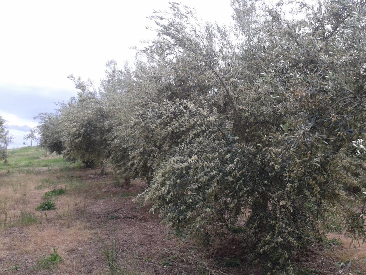 Agriturismo Frantoio Mafrica - Housity