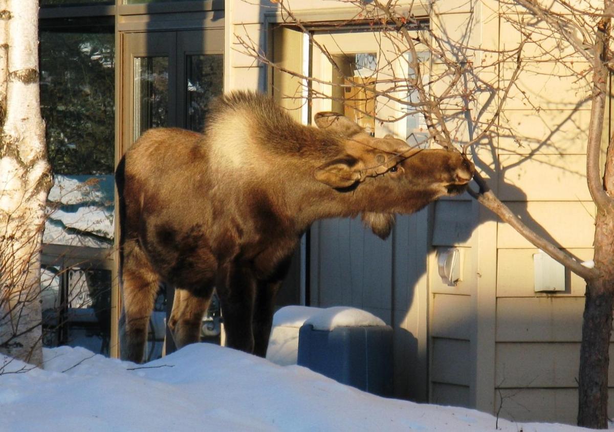 Susitna Place B&B - Housity
