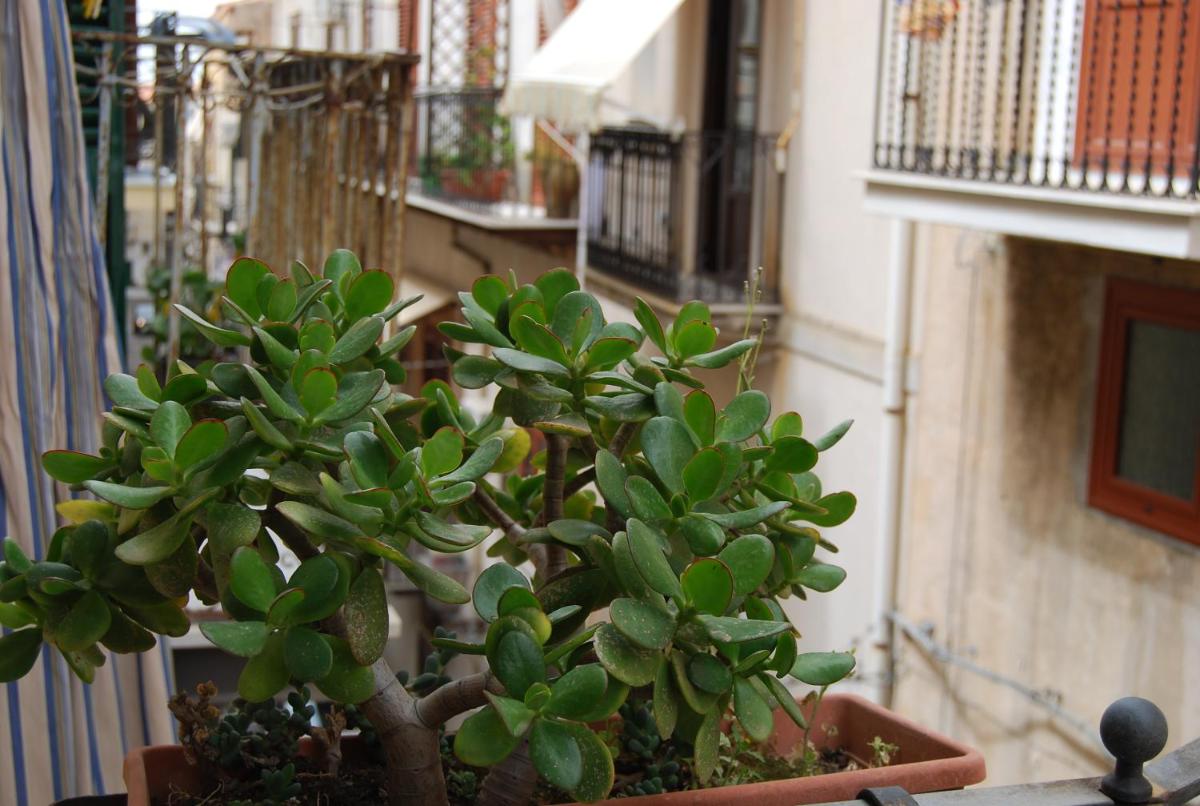 Casa Rubino - Housity