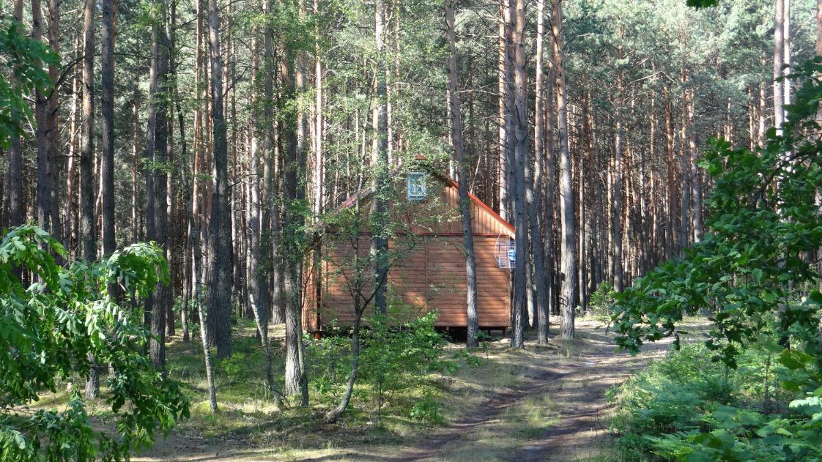 Domki w Sosnowym Lesie - Housity