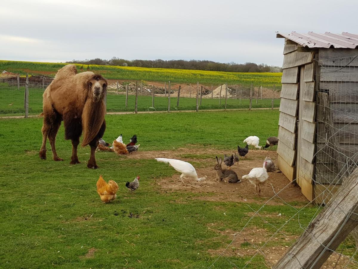 la ferme aux kangourous - Housity
