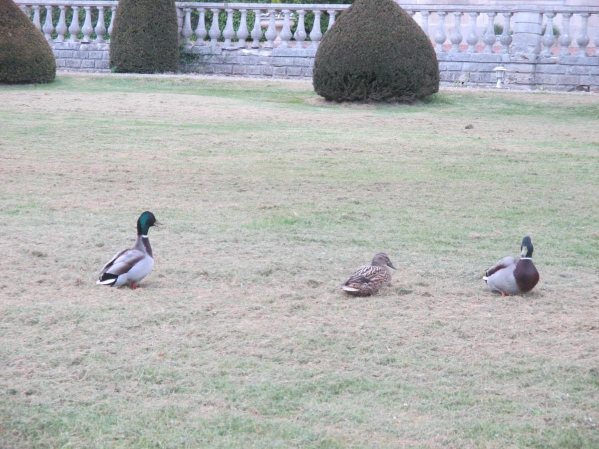 Animaux dans l'hôtel ou à proximité