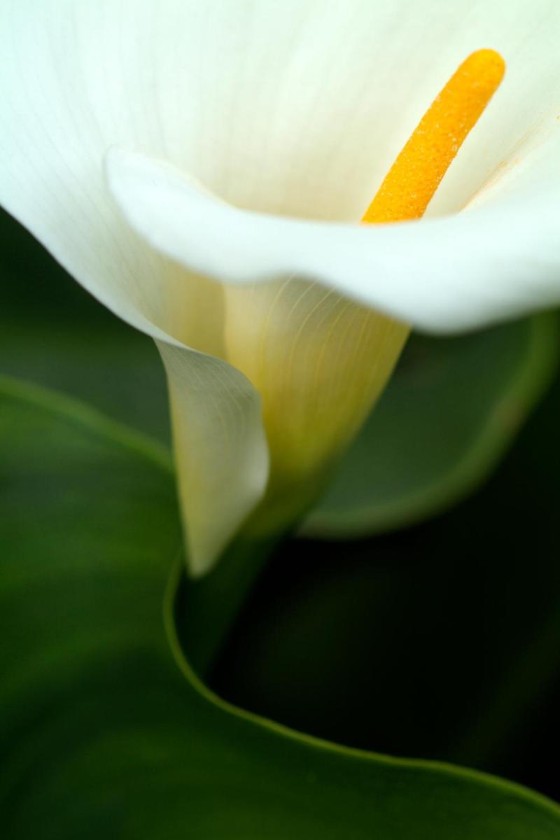 Photo de la galerie de l'établissement Mas de la Chapelle, à Arles