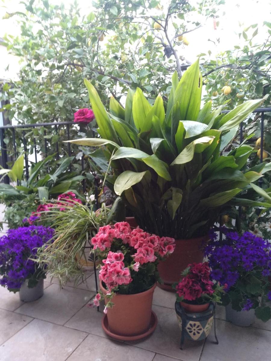 El Patio Andalú - Housity