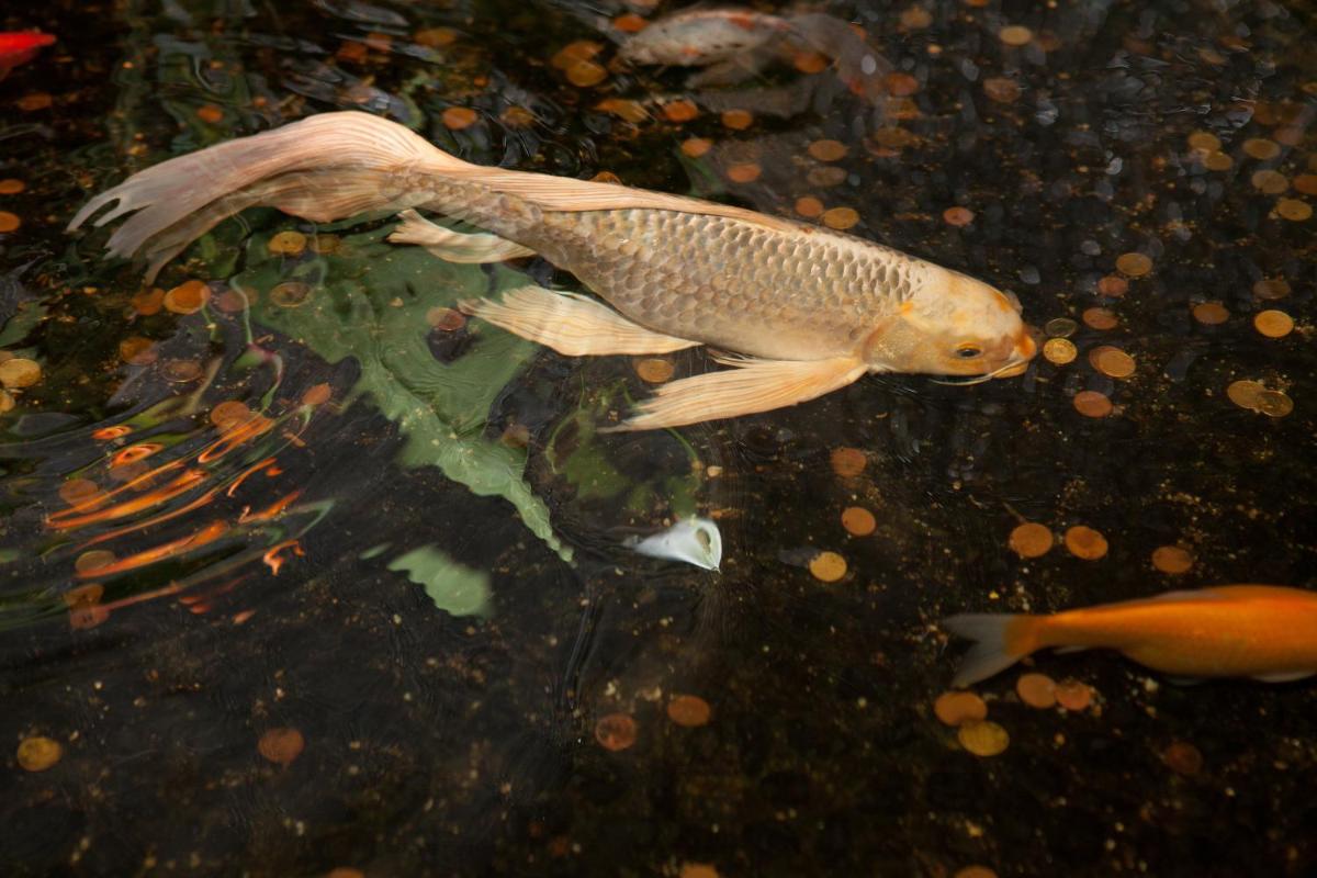 Animaux dans l'hôtel ou à proximité