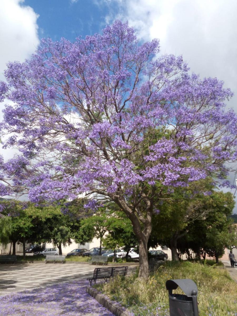 L'Agrifoglio di Emy - Housity