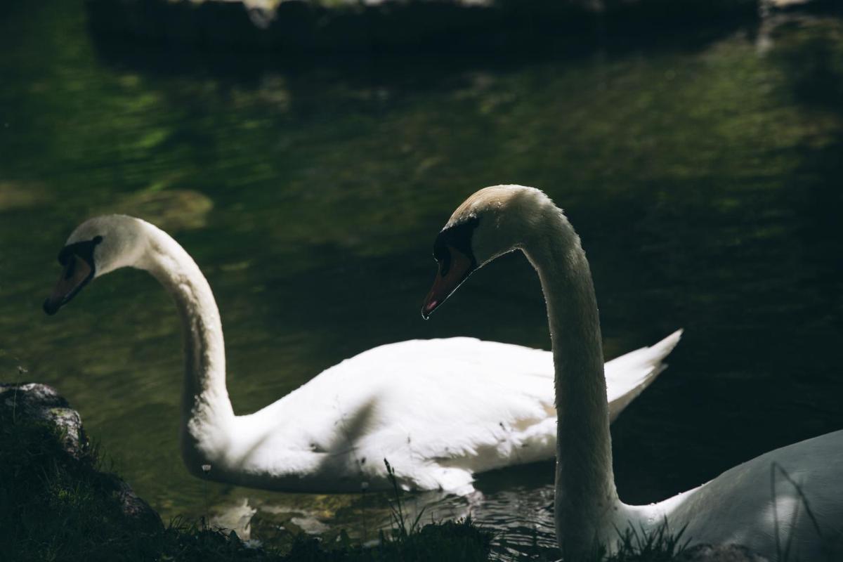 Animales en el hotel o alrededores