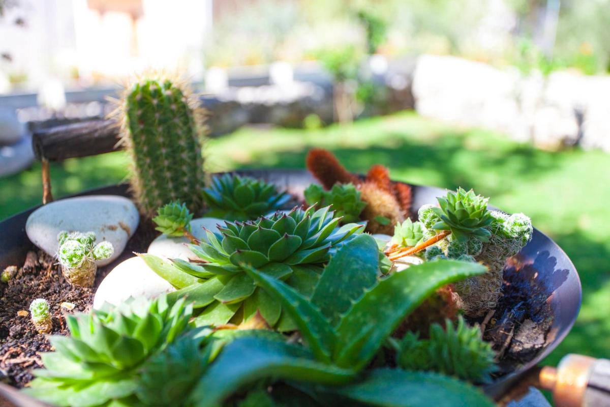 Apartments Paunovic - Housity