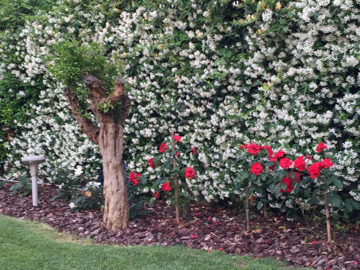 Villa delle Rose - Housity