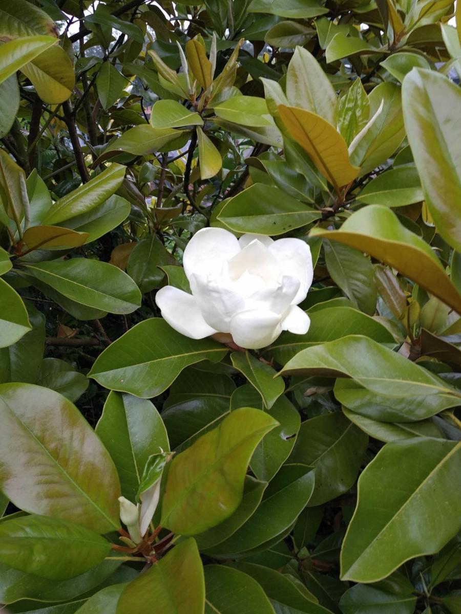Magnolia - Housity