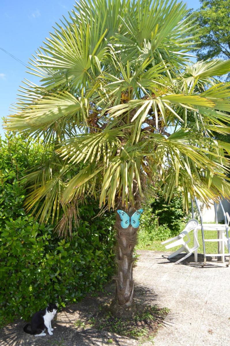 Les Papillon - Butterfly - Housity