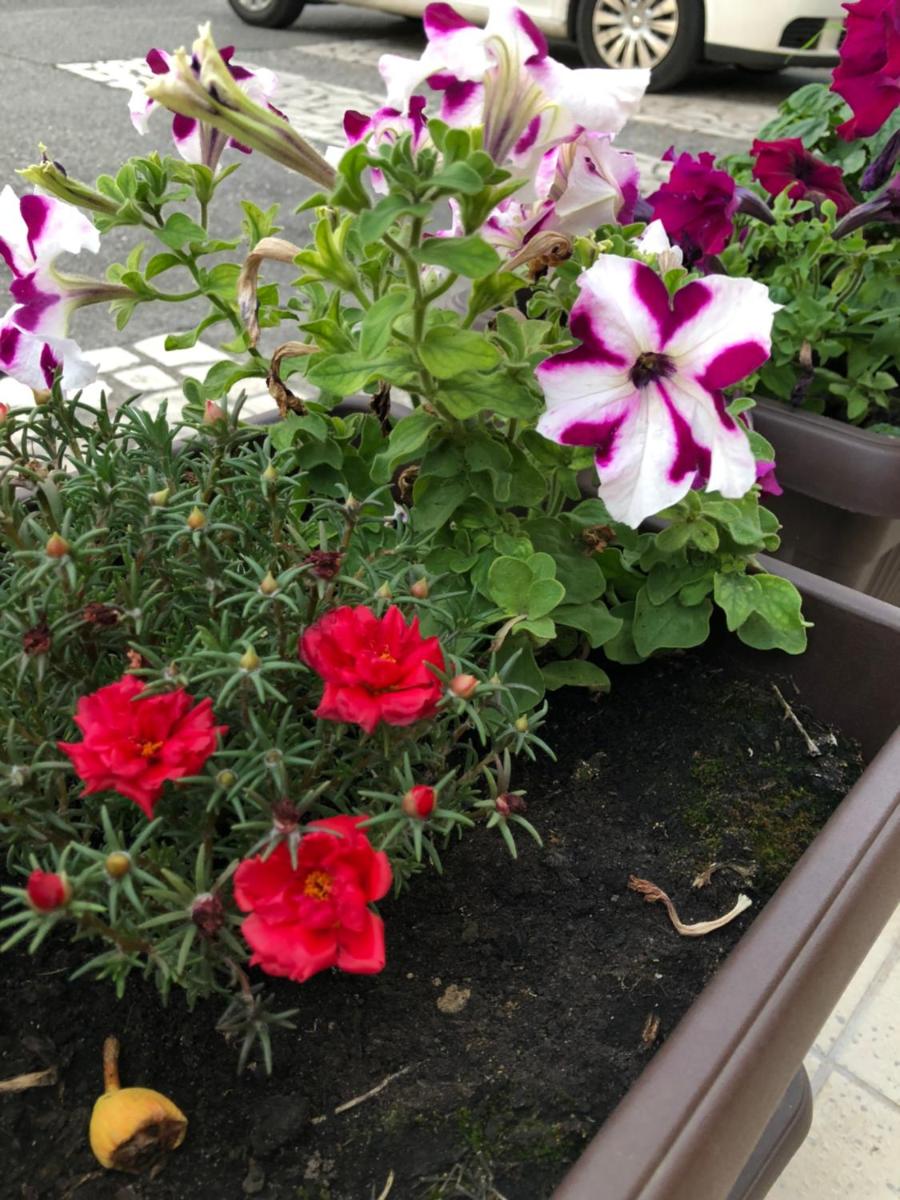 Guest house Vukovic - Housity