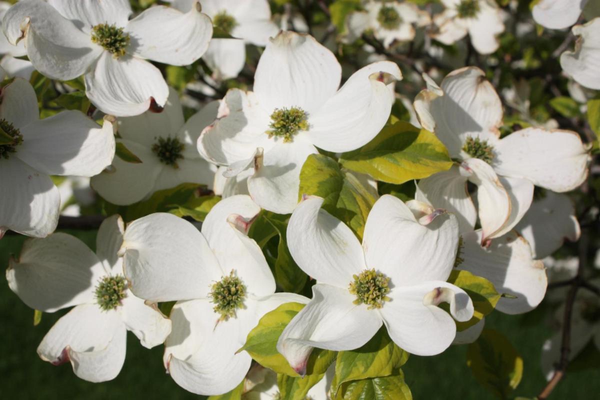Dogwood Bed & Breakfast - Housity