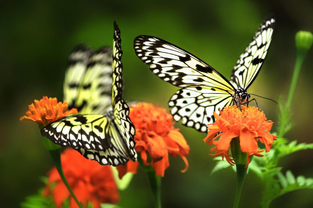 Eden Nature Park and Resort - Housity