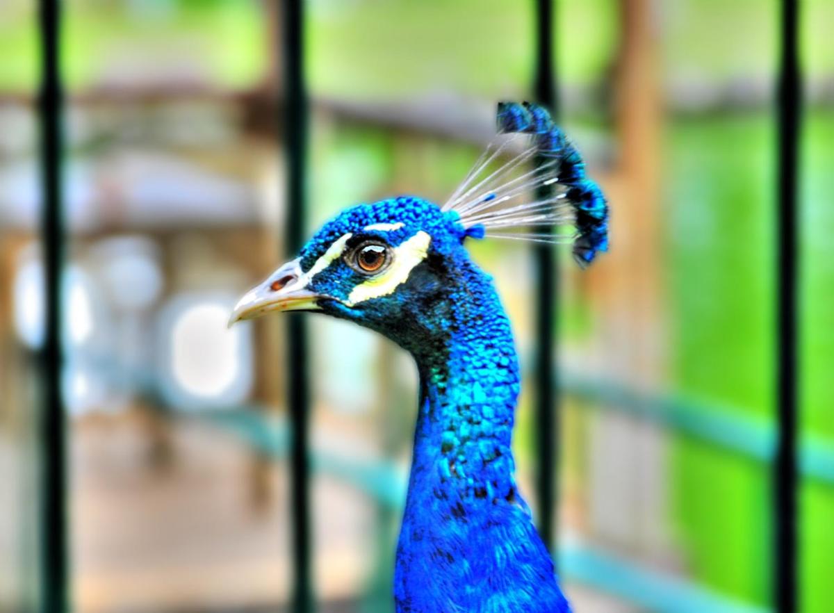 Eden Nature Park and Resort - Housity