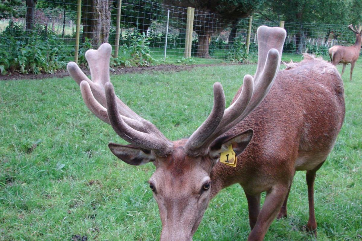 McIvor Lodge - Housity