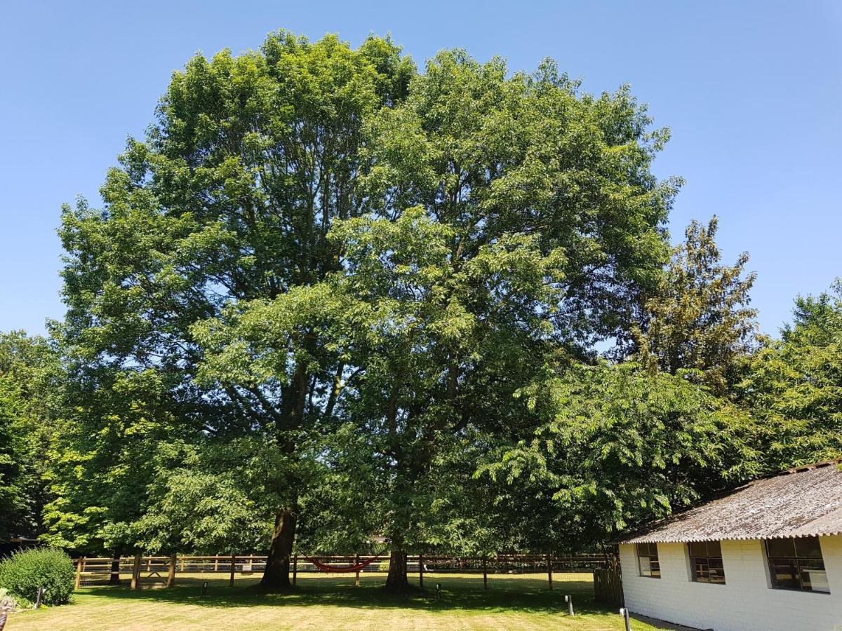 The Two Oaks - Housity