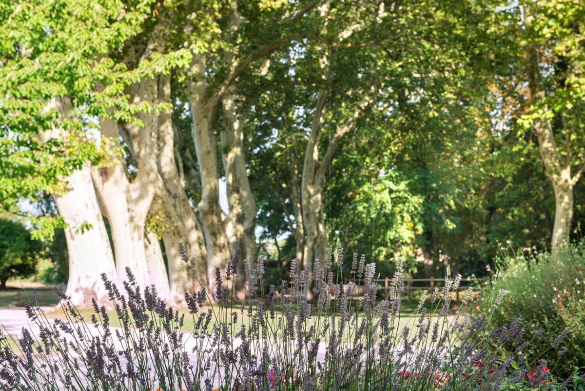 Jardin de l'établissement Château De Massillan