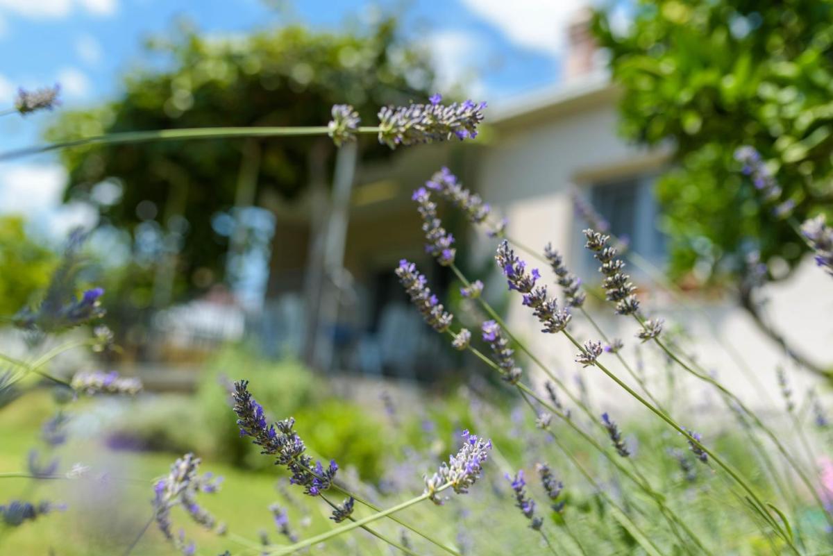 Vacation House Bile - Housity