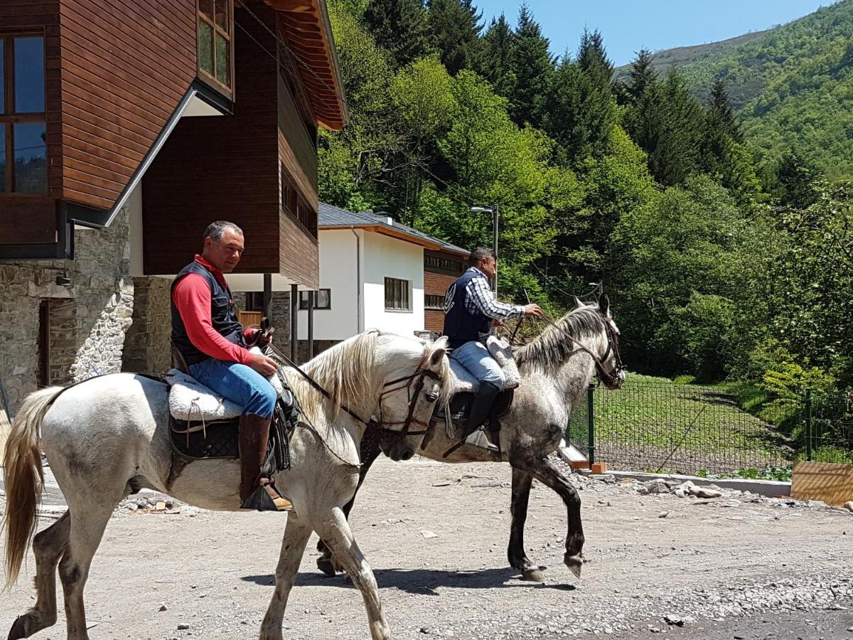 Animales en el hotel o alrededores