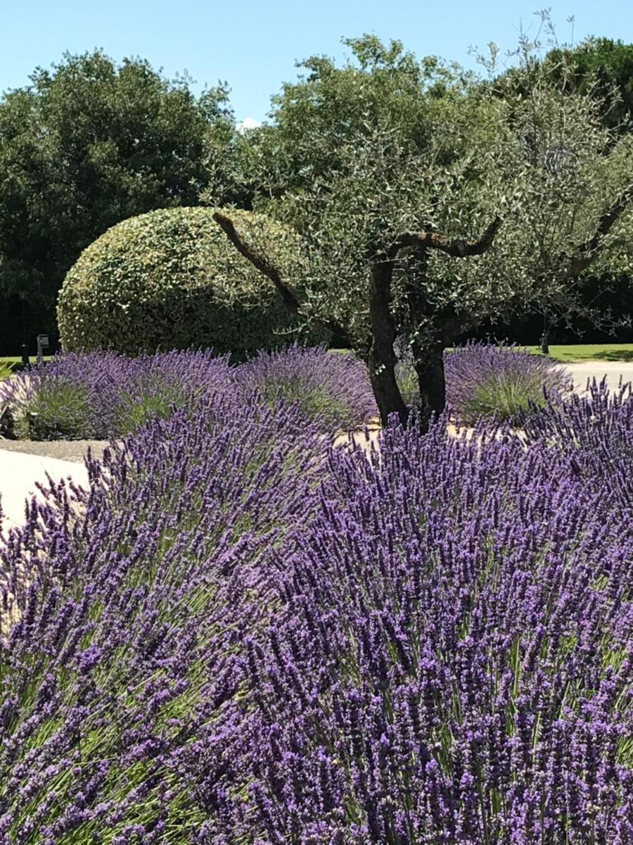 Jardin de l'établissement Mas De La Senancole & Spa