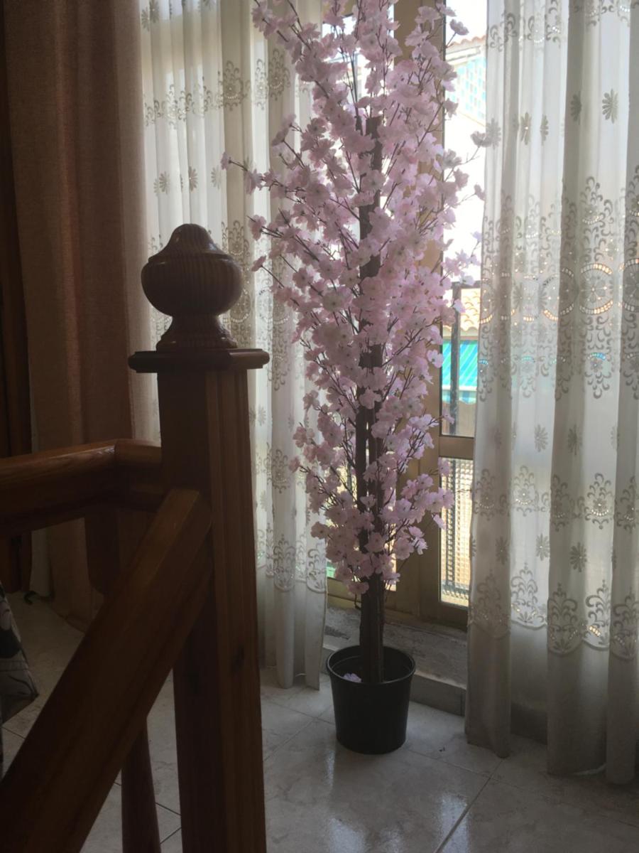 Casa Phoenix Bed & Breakfast - Housity